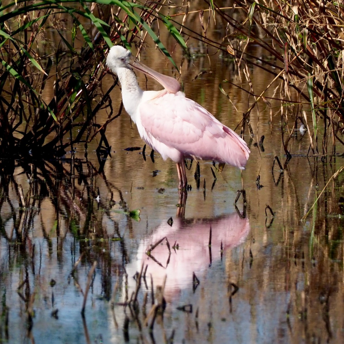 Roseate Spoonbill - John Long