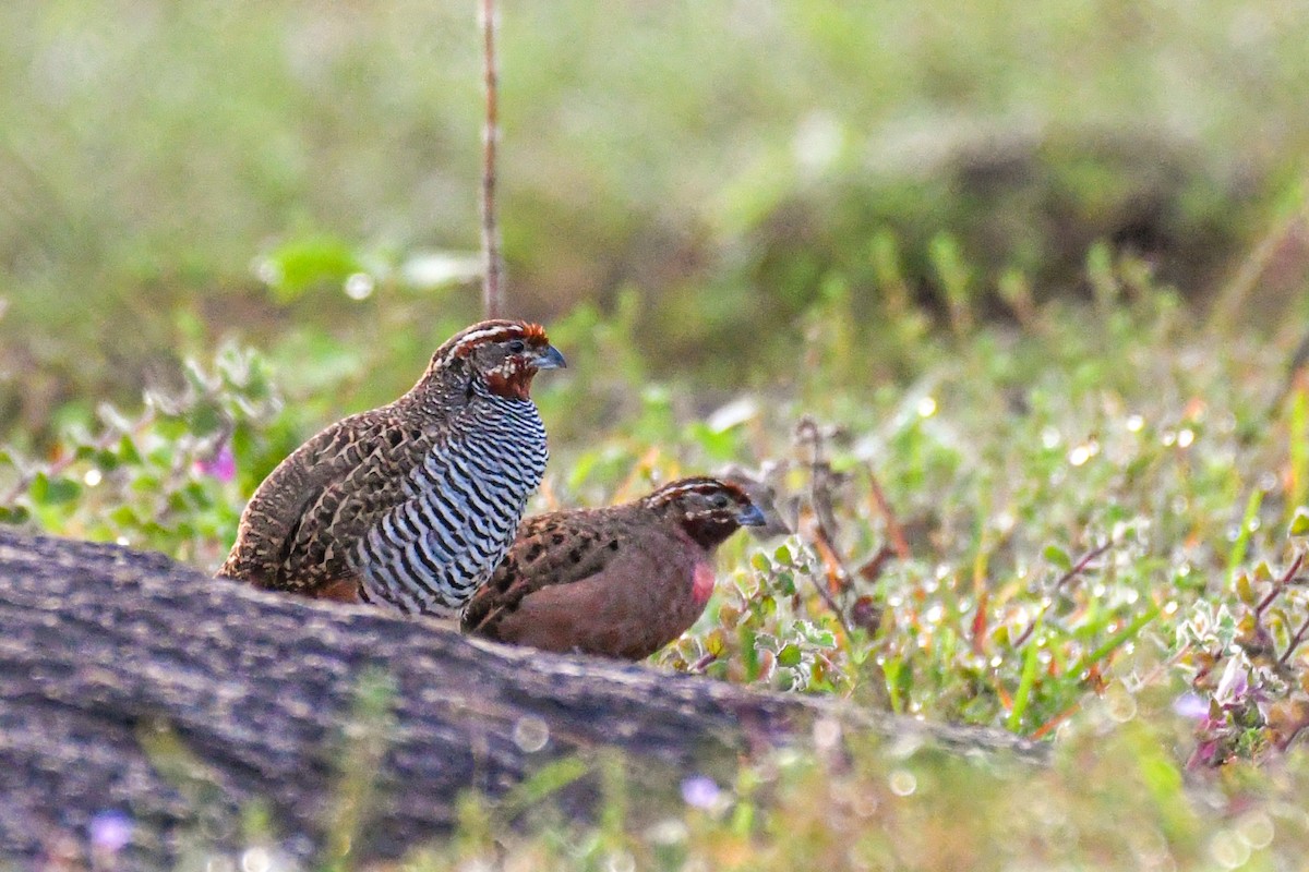 Jungle Bush-Quail - ML375198921