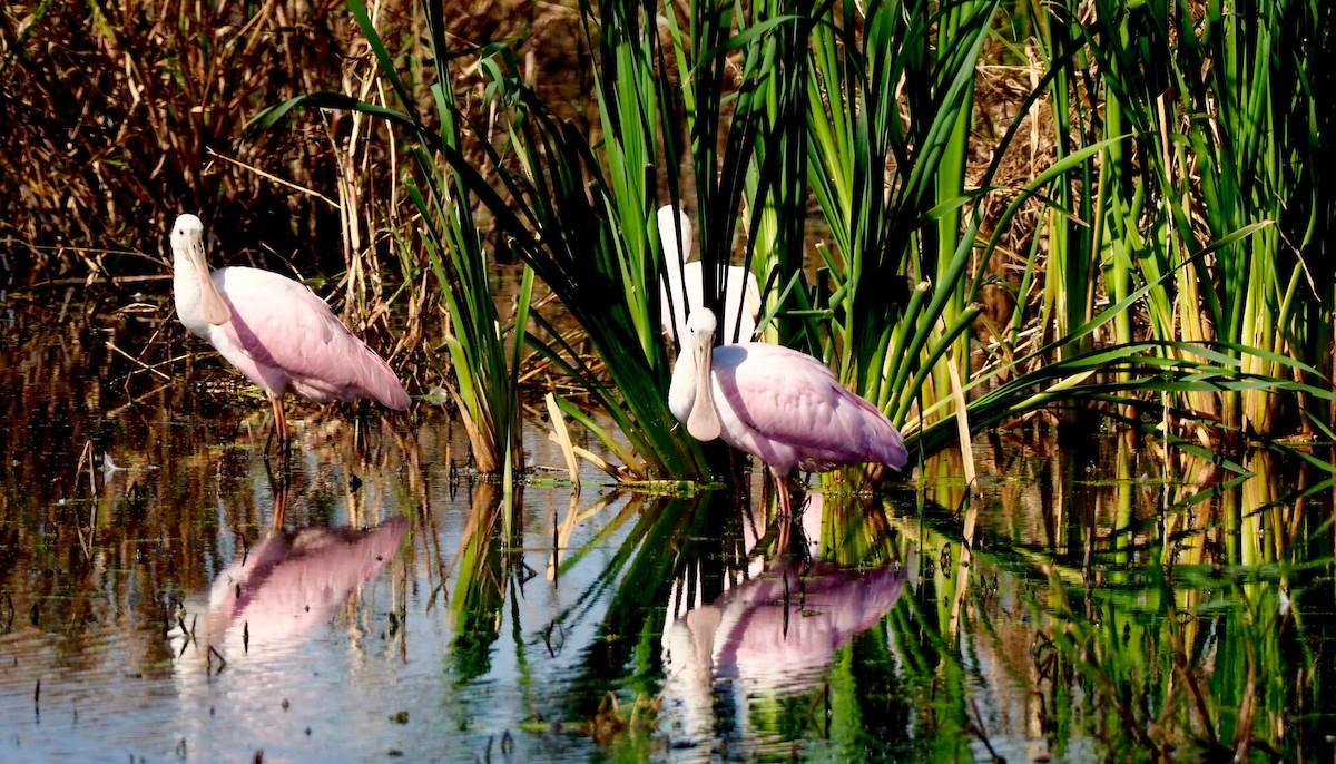 Roseate Spoonbill - ML375198961