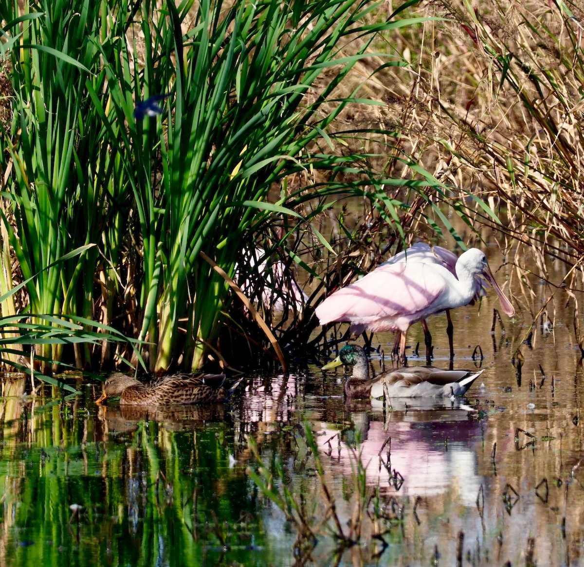 Roseate Spoonbill - ML375198981