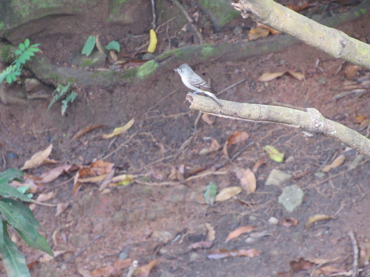 Northern Tropical Pewee - ML375199291