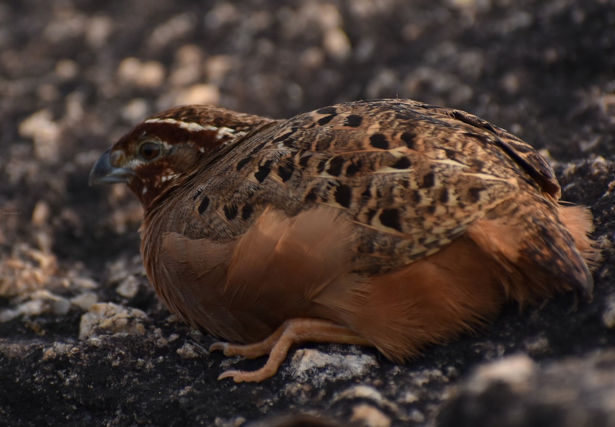 Jungle Bush-Quail - ML375199611