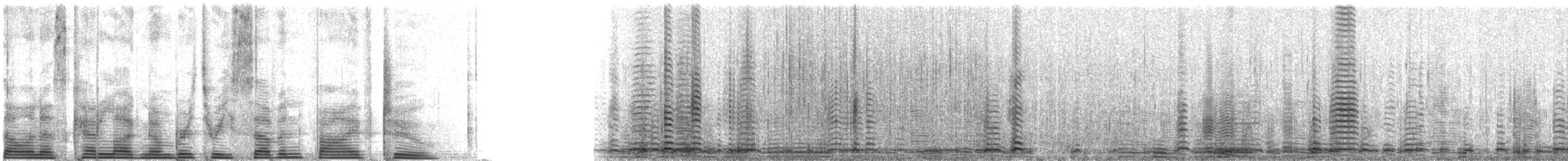 Trumpeter Swan - ML3752