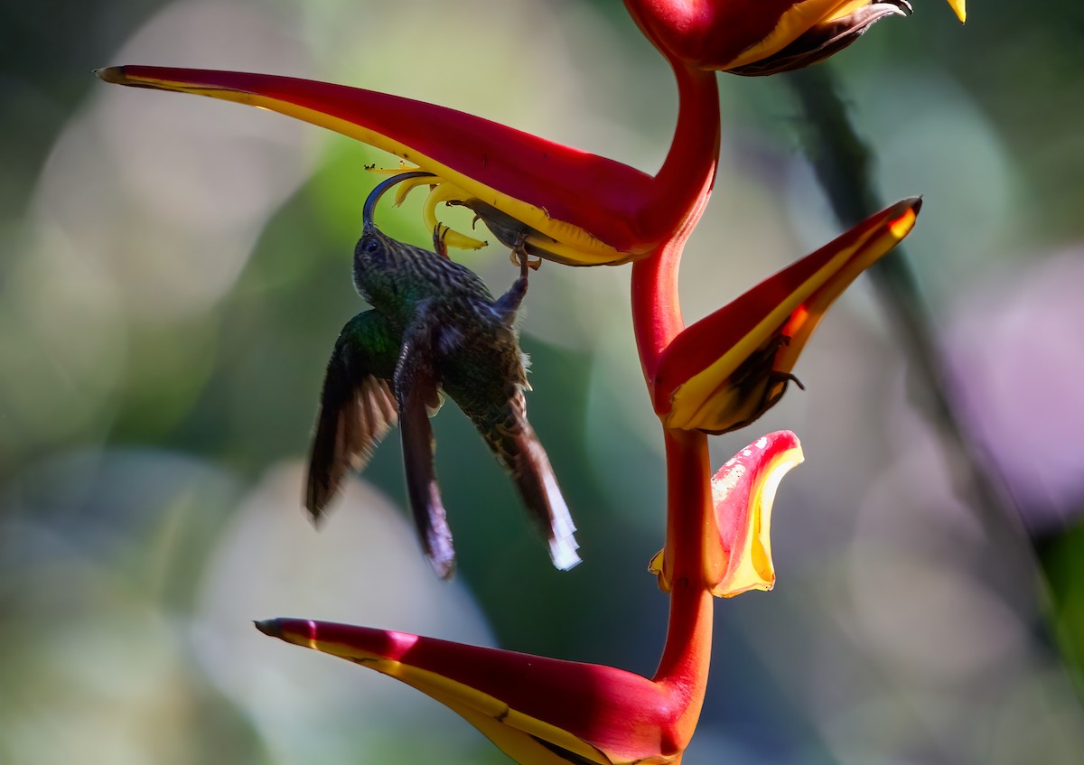 kolibřík orlozobec - ML375200661