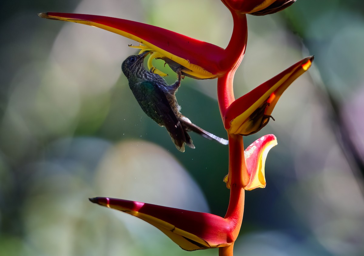 kolibřík orlozobec - ML375200671