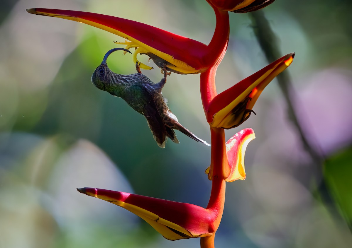 kolibřík orlozobec - ML375200681