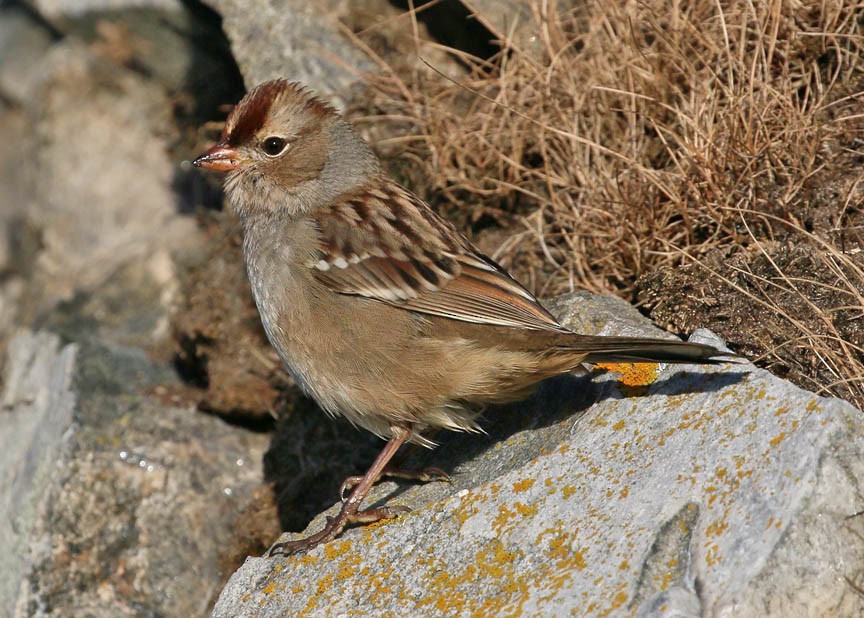 Бруант білобровий - ML37520101