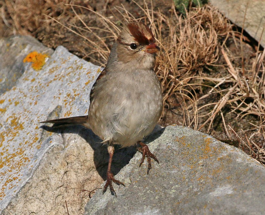 White-crowned Sparrow - ML37520111