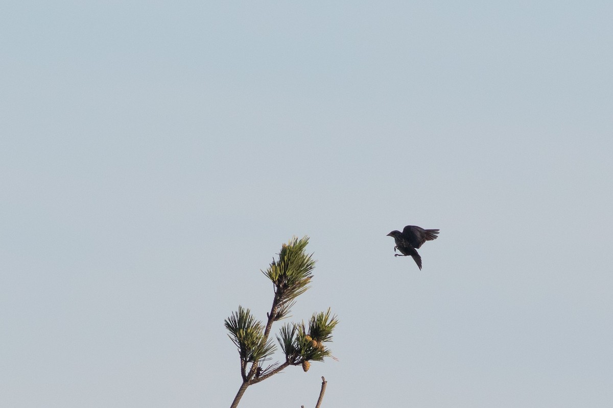 Red-winged Blackbird (Red-winged) - ML375202401