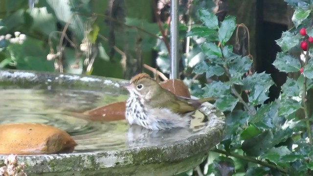 Ovenbird - ML375203581