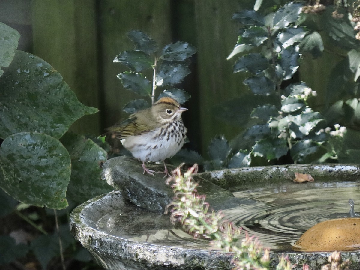 Ovenbird - ML375203591