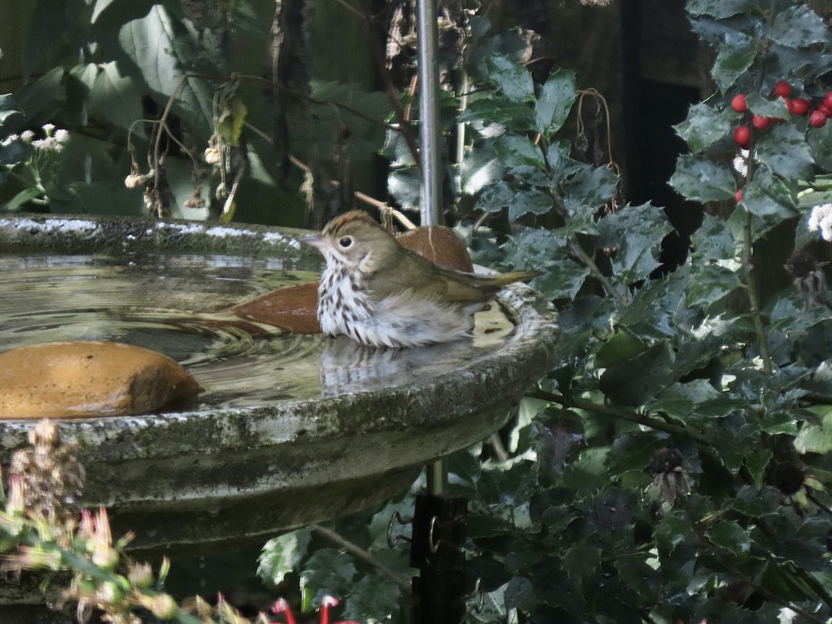 Ovenbird - ML375203601