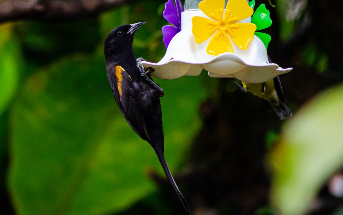 Variable Oriole - ML375205141