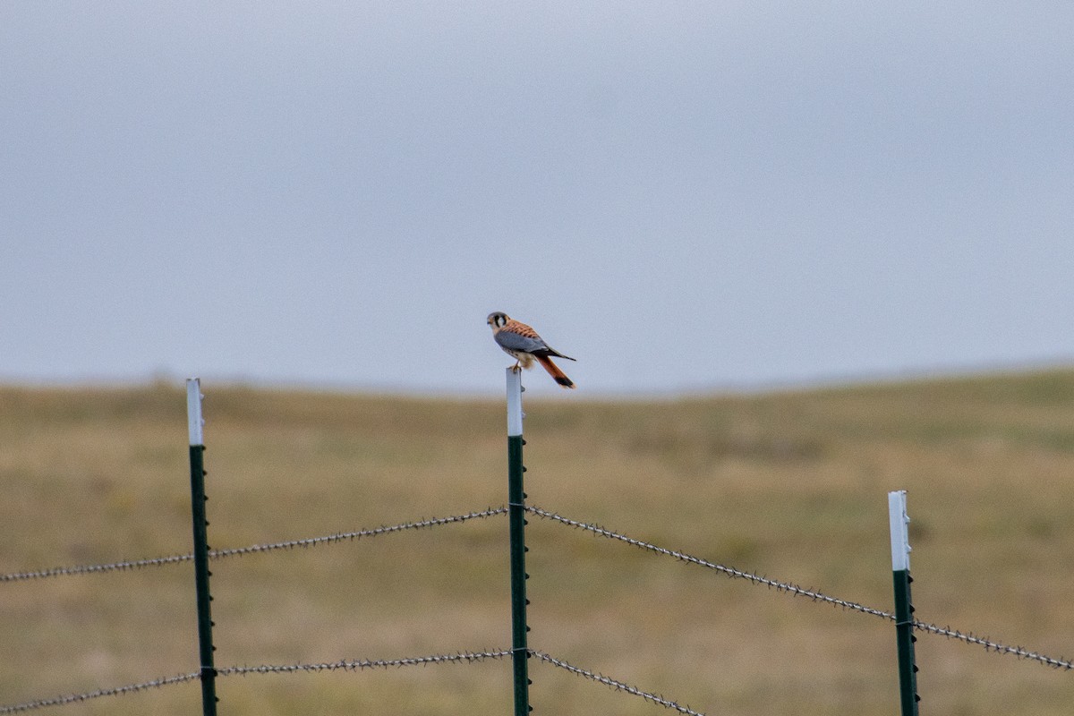 American Kestrel - ML375207871