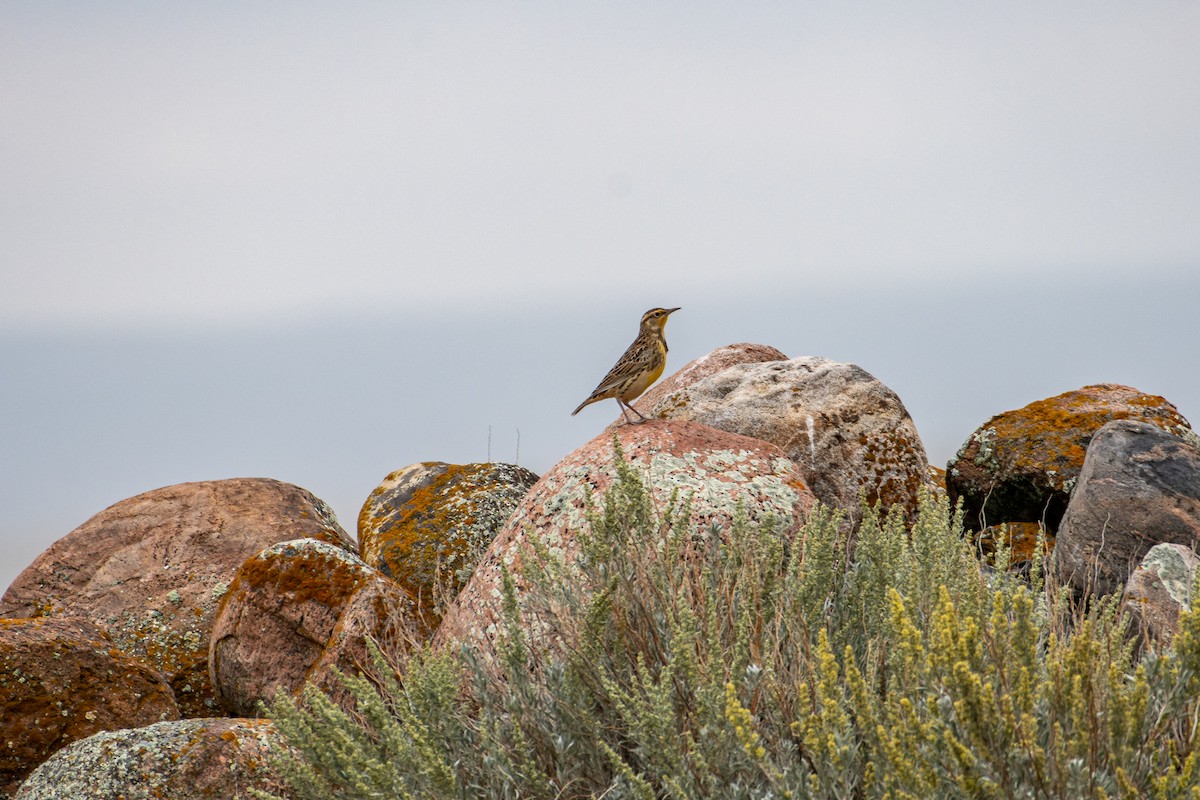 Western Meadowlark - ML375208071