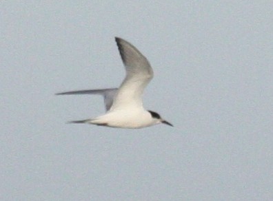 Common Tern - ML37521051