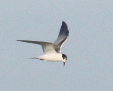 Common Tern - Paul Hueber