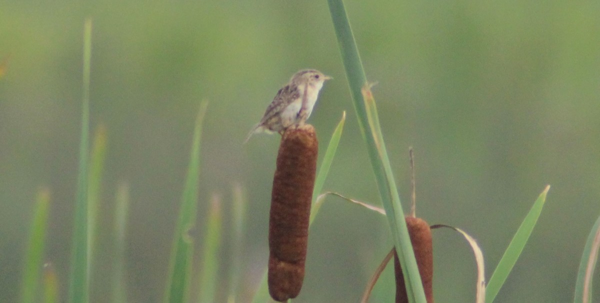 Sedge Wren - ML375211771