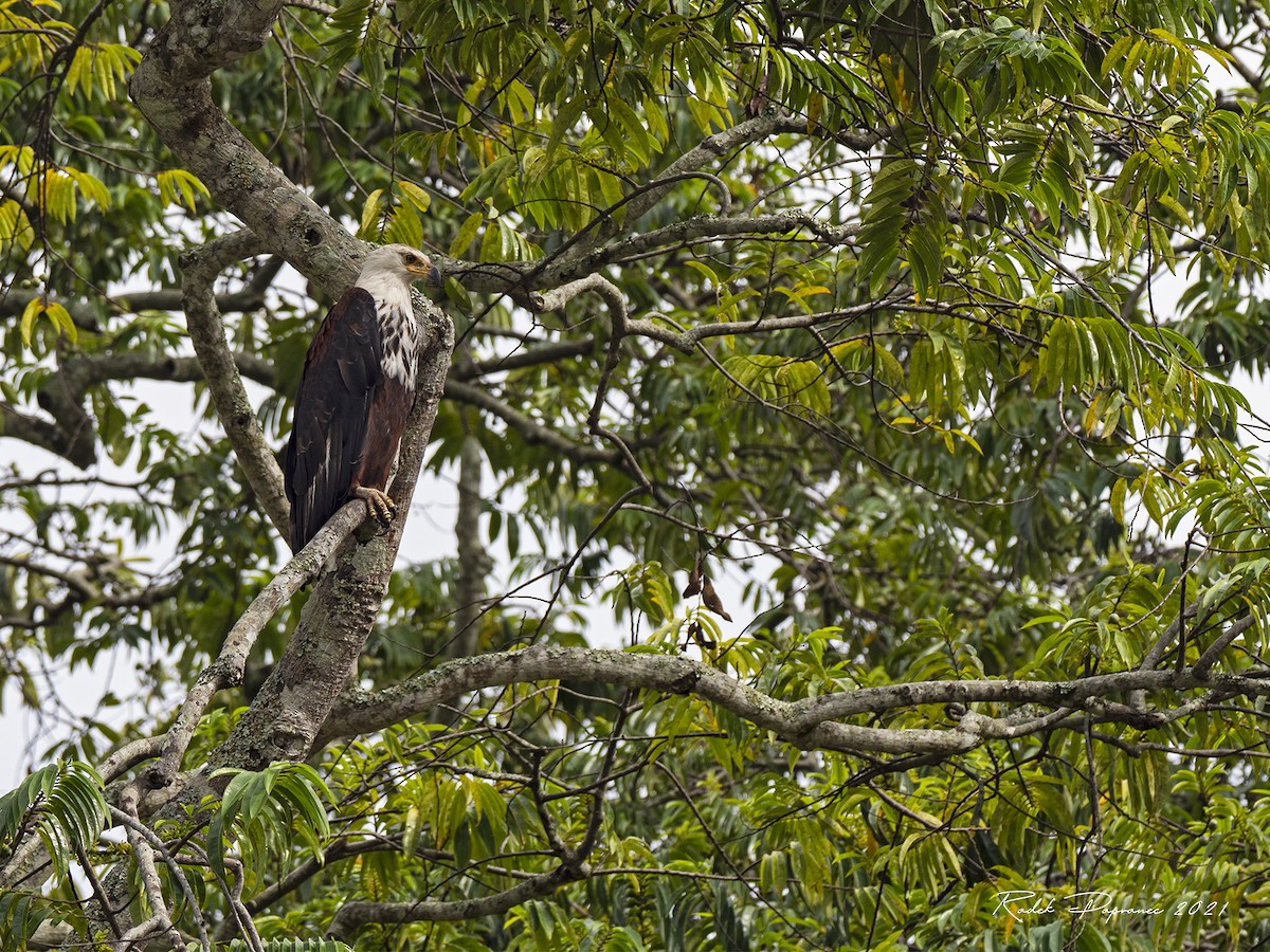 African Fish-Eagle - ML375211941