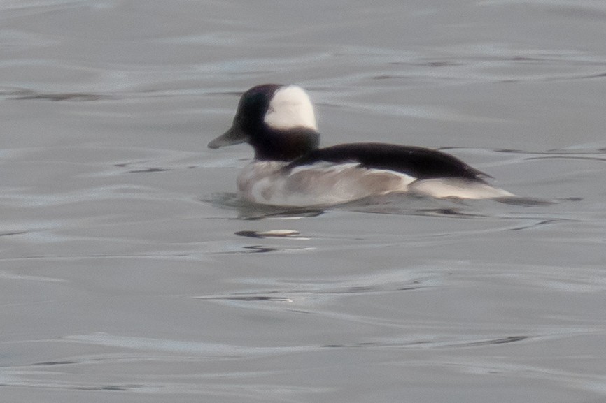 Bufflehead - Gerhard Josef Bauer