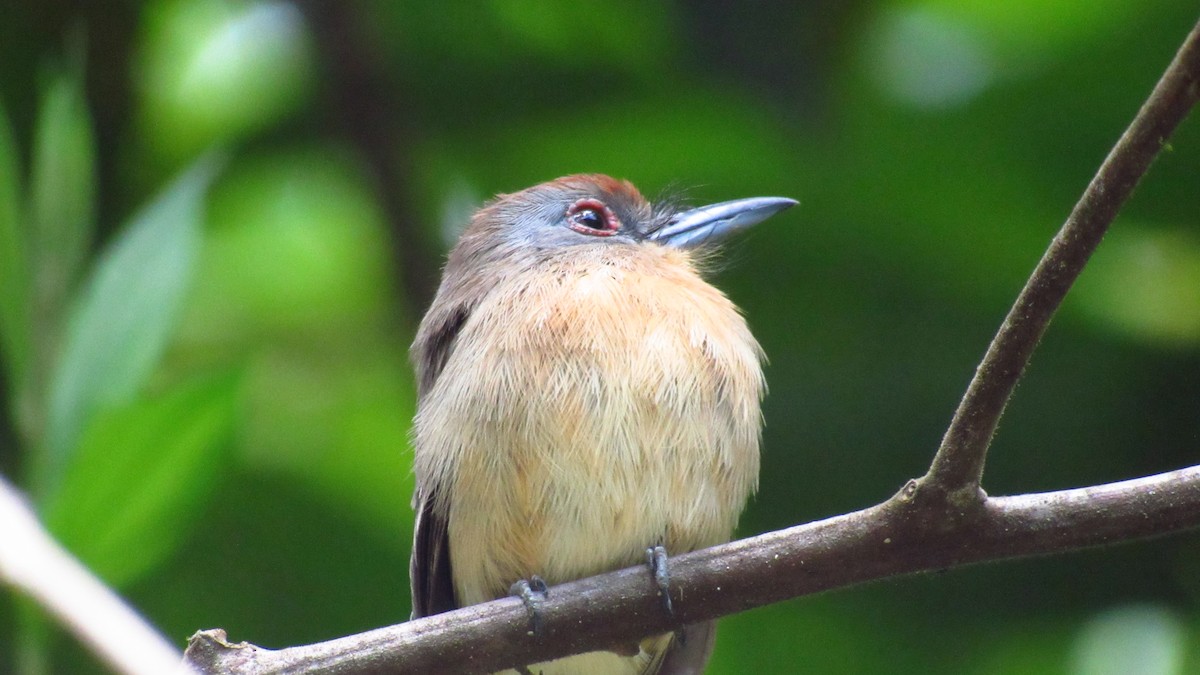 Gray-cheeked Nunlet - Evelyn Castro