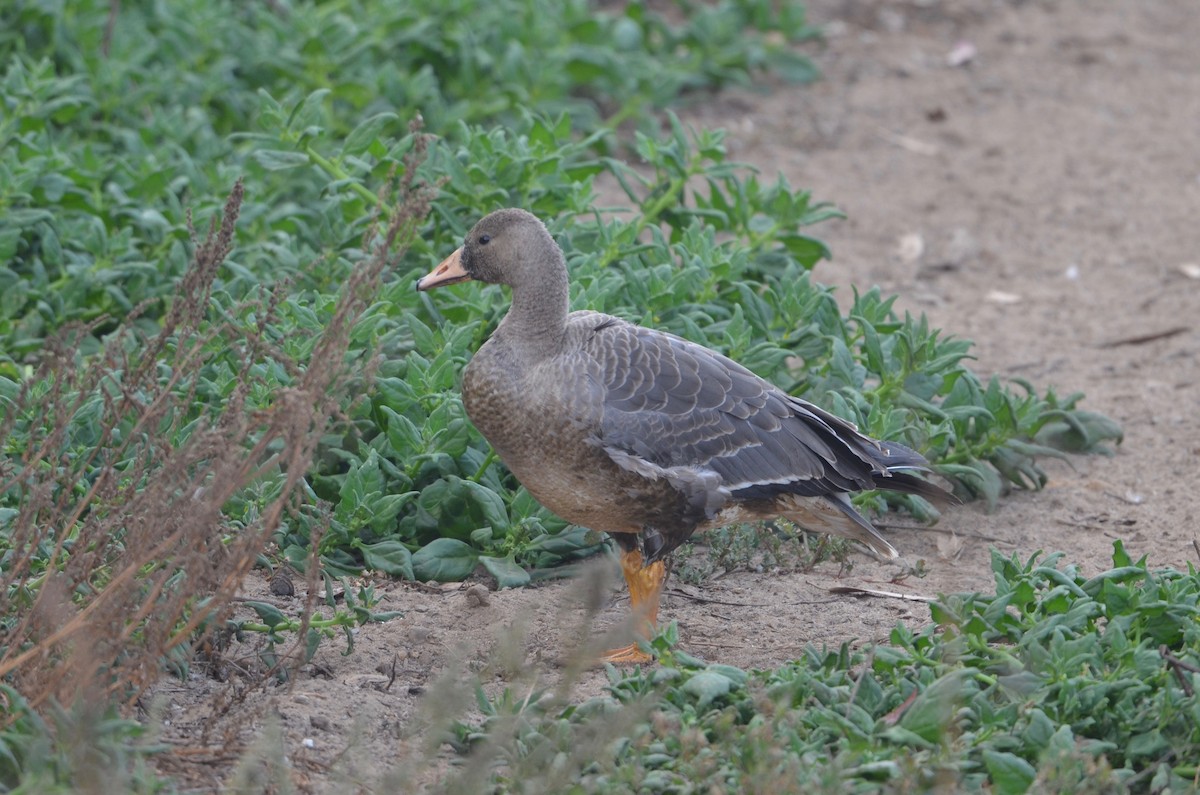 Greater White-fronted Goose - ML375213641