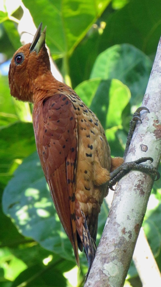 Cinnamon Woodpecker - ML375213711