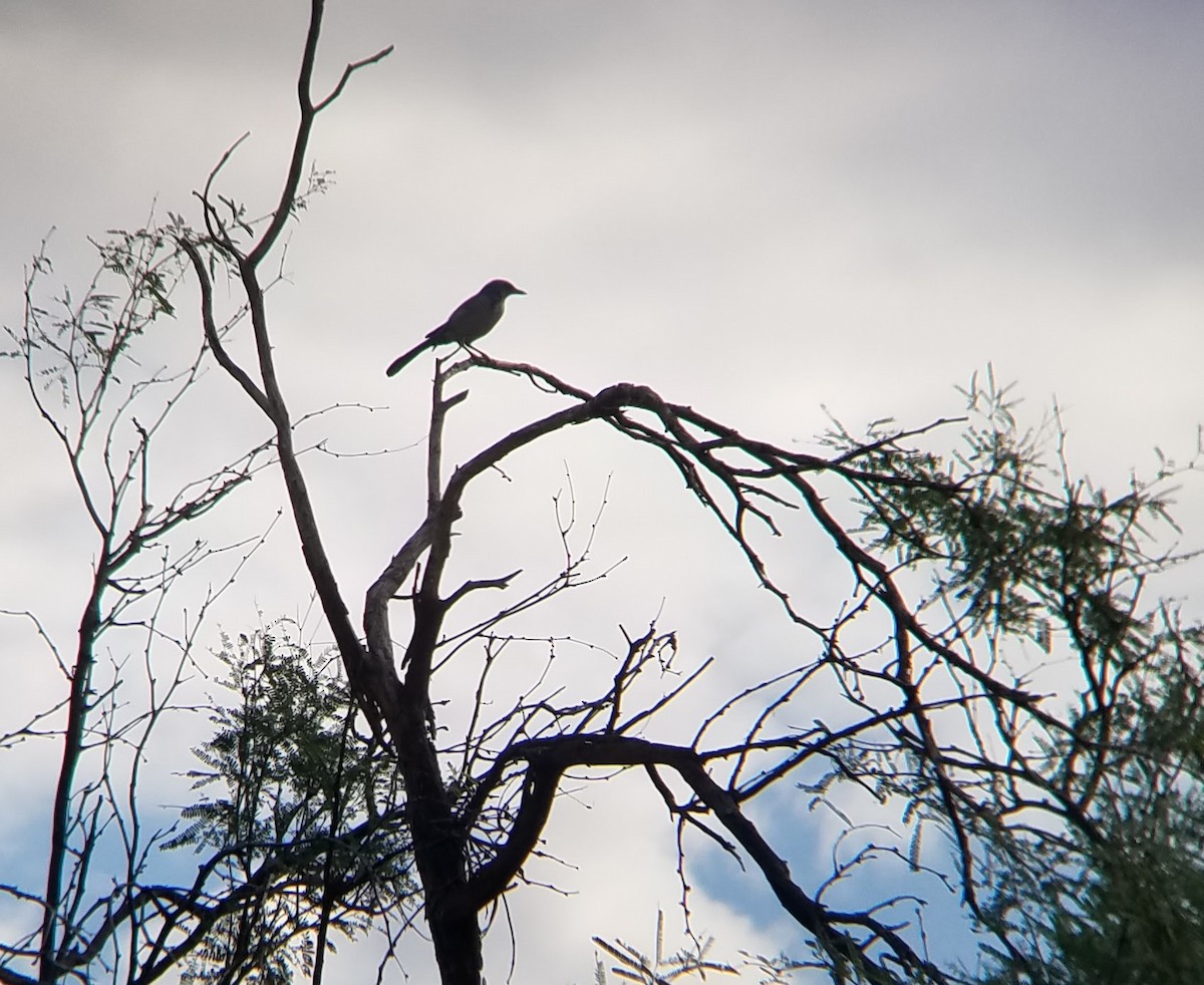 Woodhouse's Scrub-Jay - ML375214441