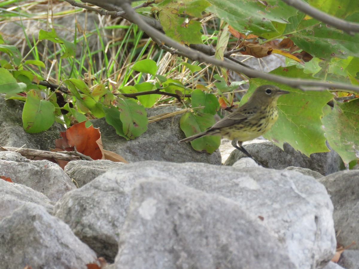 Kirtland's Warbler - ML375215251