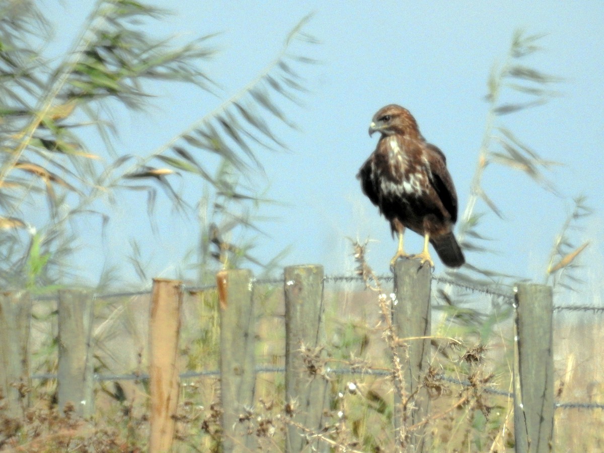 Common Buzzard - Daniel Raposo 🦅