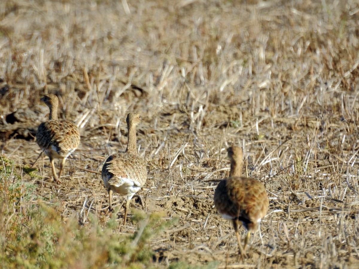 Little Bustard - ML37521591