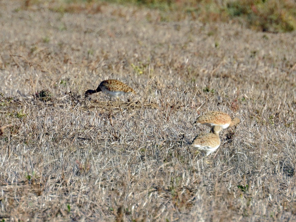 Little Bustard - ML37521611