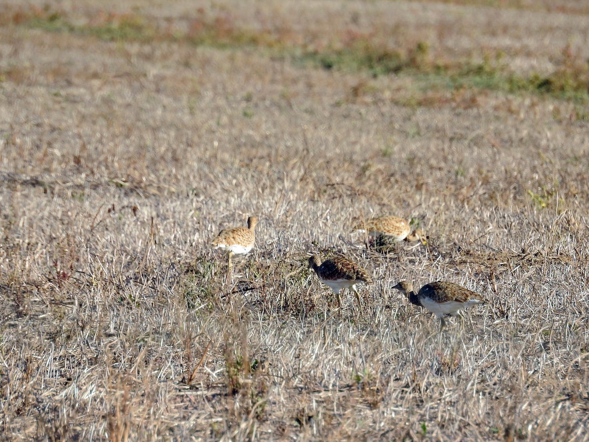 Little Bustard - ML37521631