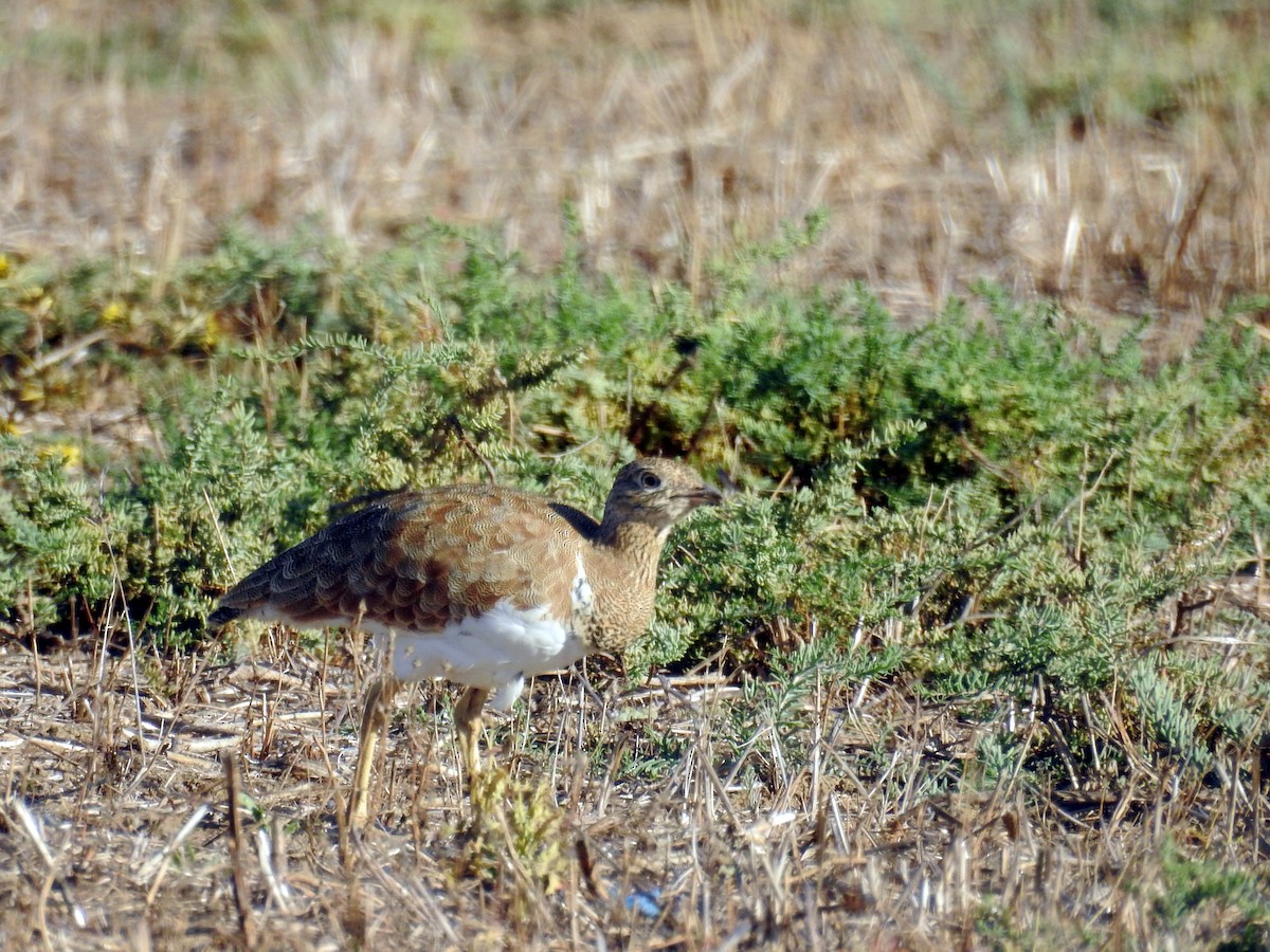 Little Bustard - ML37521731