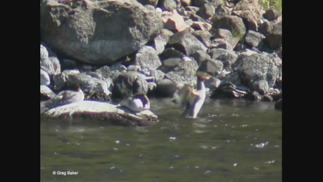 Common Merganser (North American) - ML375220241