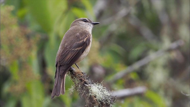 Rufous-bellied Bush-Tyrant - ML375220471