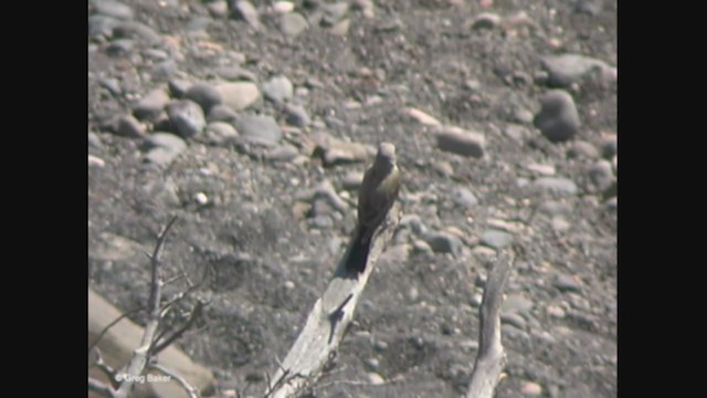 Western Kingbird - ML375220711