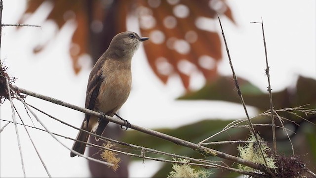 Rufous-bellied Bush-Tyrant - ML375221091