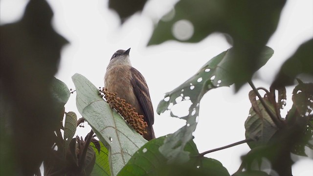 Rufous-bellied Bush-Tyrant - ML375221291