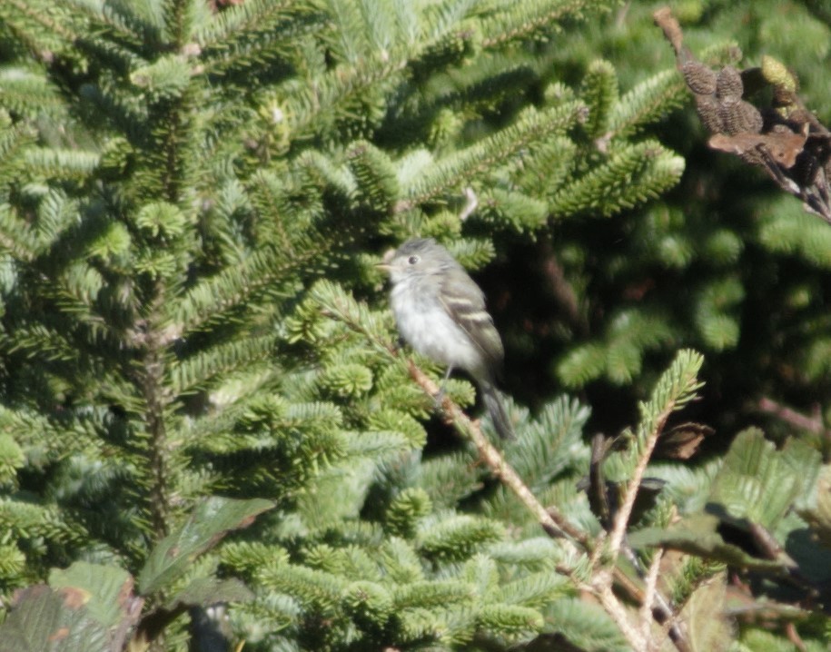 Least Flycatcher - Kyle d'Entremont