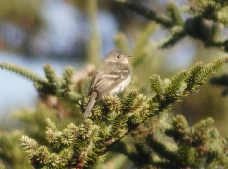 Least Flycatcher - ML375221711