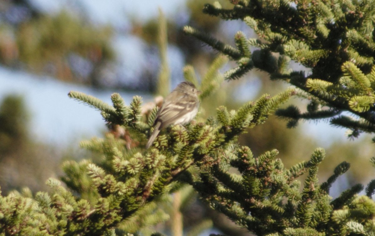 Least Flycatcher - ML375221721