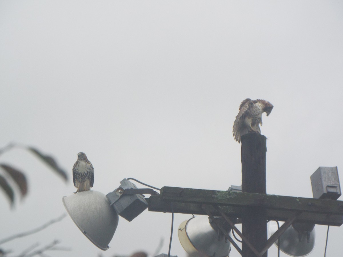 Red-tailed Hawk (borealis) - ML375222111