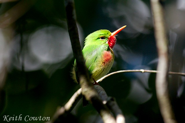 Jamaican Tody - ML375222371