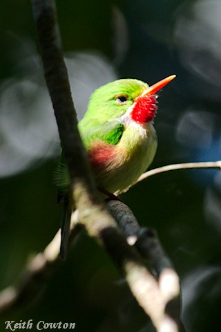 Jamaican Tody - ML375222381