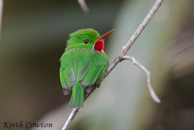Jamaican Tody - ML375222401