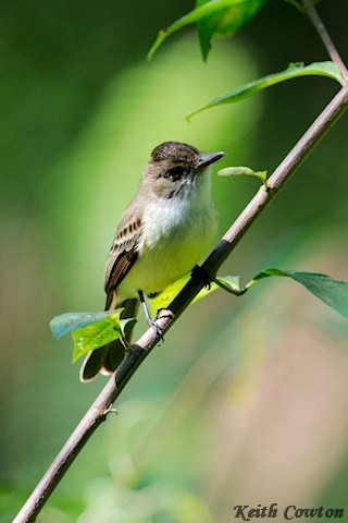 Sad Flycatcher - ML375223151