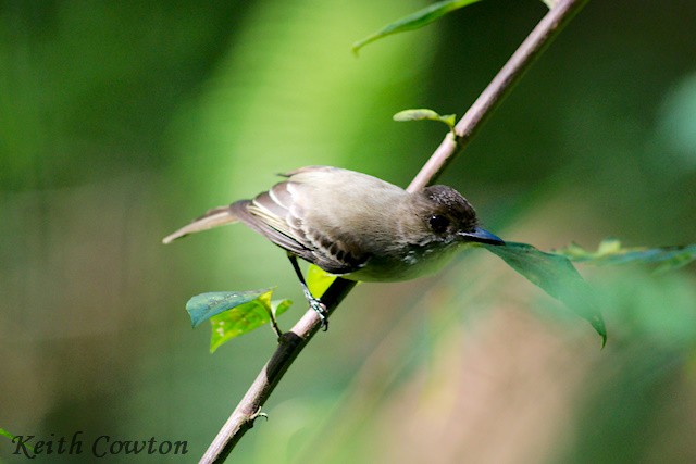 Sad Flycatcher - ML375223171