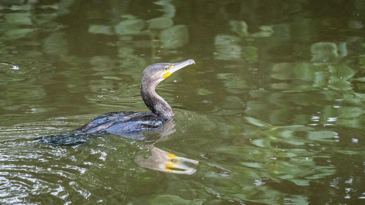 Great Cormorant - Holger Schneider