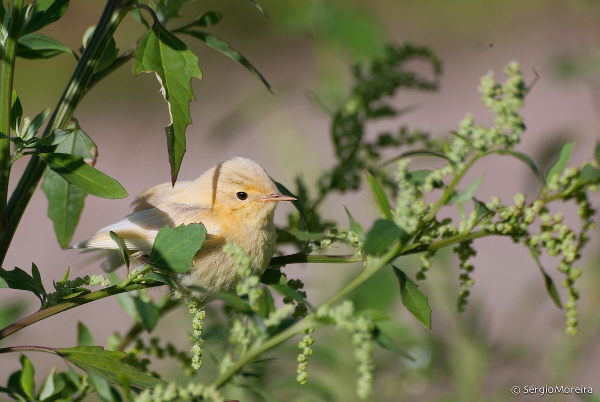 Txio horia - ML375226121